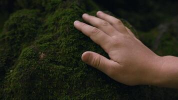 Moss on the stones in the forest. Creative. Close up of a child hand touching soft stone covered with green moss in the depths of the forest. video