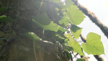 Close-up of green ivy leaves on tree. Creative. Curvy wild ivy on tree on background of sunlight. Ivy on background of sunlight in leafy forest video