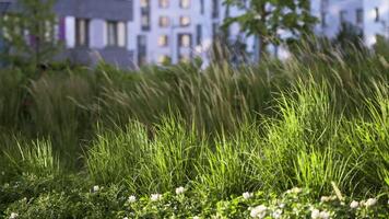 Beautiful green grass near residential buildings. Stock footage. Close-up of green grass in garden of residential high-rise building. Landscape greenery in residential complex video