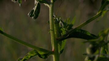 A huge locust. Creative.A huge green grasshopper with long antennae sitting in green branches and masquerading as a background. video
