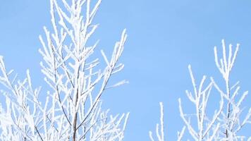 The branches of trees against the blue sky are covered with frost and snow. Creative. A beautiful combination of white and blue on a winter morning. video