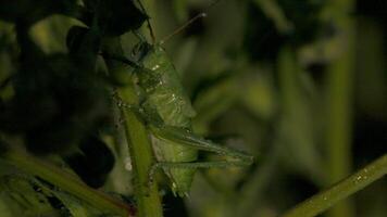 Close-up of green locusts on grass. Creative. Large green beetle on trunk of plant. Green locust or grasshopper in grass. Macro world of the green meadow video