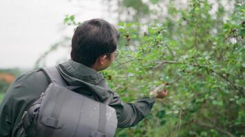 Tourists enjoy eating wild berries. Pick red mulberries from branches while traveling outdoors on a cloudy day. Related to survival, travel, hiking, camping, mountain climbers, back view video
