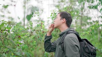 Men picking wild berries and tasting them Tourists are picking mulberries from tree branches. While traveling outdoors on a cloudy day That's about survival, traveling, hiking, camping, slow motion video