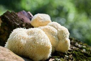 Lion's Mane mushrooms on a mossy log in a forest setting with blurred background. photo