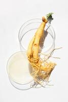 Abstract cosmetic laboratory. Ginseng in Petri Dishes photo