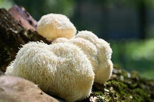Lion's Mane mushrooms on a mossy log in a forest setting with blurred background. photo