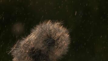 Macro shot of Dandelion being blown in super slow motion. Creative. Summer meadow in the golden hour. video