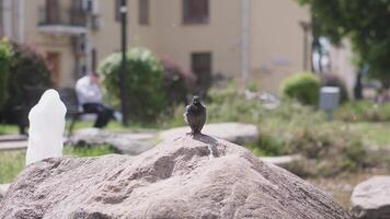 A city pigeon basks on a large stone in summer against the backdrop of a fountain video