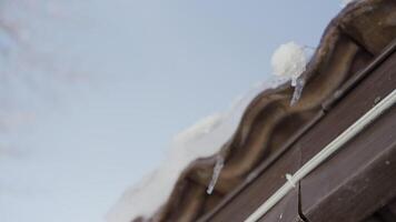 Icicles hang from a roof and melt with drops of water falling down. Action. Concept of coming spring. video