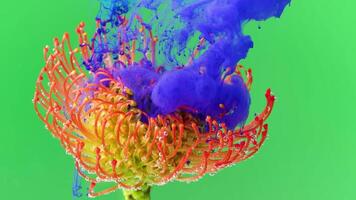 Macro photography in which paint is sprayed on a flower. Stock footage.A bright green background on which a flower is in paint in an art shoot. video