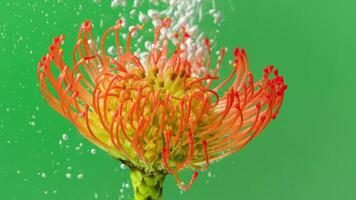 Stream of bubbles on flower under water. Stock footage. Refreshing flow of bubbles under water with flower. Bright exotic flower under water with bubbles on isolated background video
