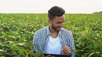Harvesting soybean in a field. Indian man checking the quality and growth of the soybean video