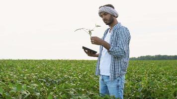 Harvesting soybean in a field. Indian man checking the quality and growth of the soybean video
