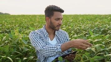 Indian farmer on a soybean field video
