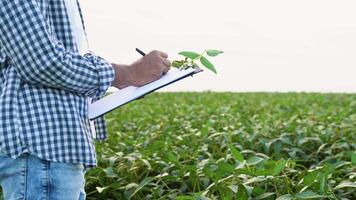 Indian farmer in a soybean field, writing on a clipboard, checking the quality and growth of the crops, close up video
