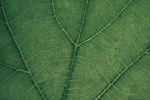 Close-Up of Green Leaf Texture - Abstract Nature Pattern photo