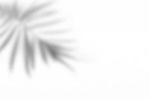 Leaf Shadow Overlay on White Background for Decorative Presentation photo