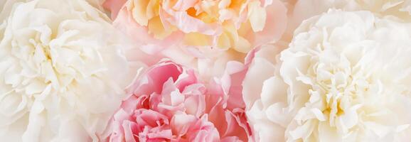 Close-up View of Tender Pink Peonies in Full Bloom, Romantic Floral Background photo