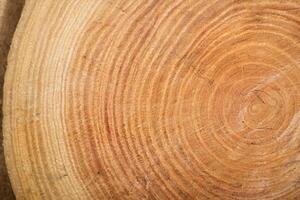 Macro Shot of Cross-Section Tree Trunk Surface Texture photo