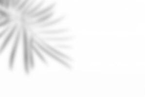 Leaf Shadow Overlay on White Background for Decorative Display photo