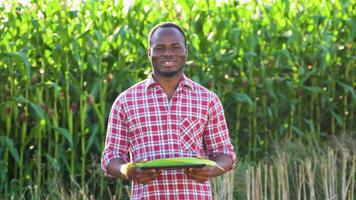 Harvesting Corn in a Field. Black man stands in front of a corn field holding a green tray with corn video