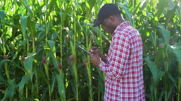 Farmer in a corn field, writing on a clipboard, checking the quality and growth of the crops video