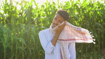 In the Corn Field, tired indian farmer stands in a field of corn plants video