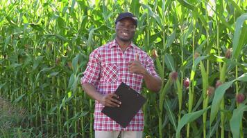 Black farmer with clipboard in their hands standing in a green corn field video