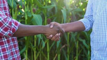 People shaking hands in a corn field, close up video