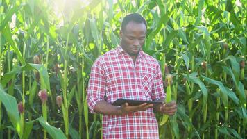 Harvesting Corn in a Field. Black man checking the quality and growth of the corn video