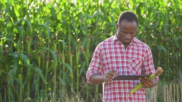 Black man in a plaid shirt and cap inspecting a corn field, using a tablet to record the information video