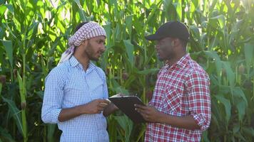 Two people standing in a corn field. Indian and african farmers standing in a corn field with a clipboard, checking the crops and the data video