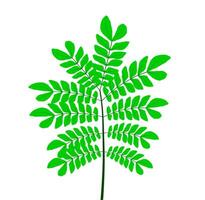 The leaves of the tree branch illustration. tree leaf design. vector