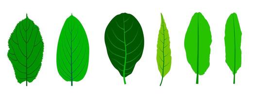 set of green leaf illustration on a white background. vector