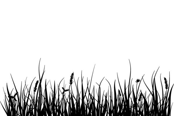 meadow silhouette with long grass