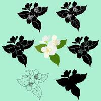 Spring Jasmine Flowers vector
