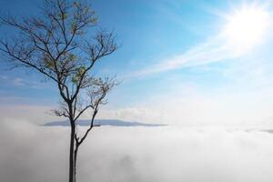 Tree in the foggy nature background. Tree in Fog. Single tree in foggy morning. photo
