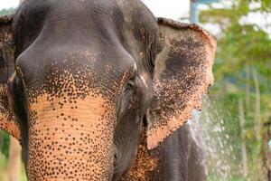 Majestic elephant face in close-up,revealing intricate skin textures and patterns,with large ear and trunk visible,as if under light rainfall photo