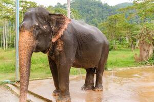 Seeking relief from scorching temperatures, large elephant stands beneath flowing stream of water photo