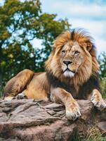 Majestic lion resting on a rock in natural habitat with lush surroundings. photo