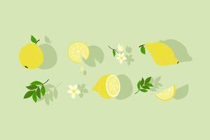 Set of lemons. Lemon whole and slices. Lemon leaves and flower. Juicy citrus. vector