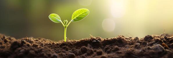Tiny Seedling Sprouting from Rich Soil Representing Growth and New Life Beginnings photo
