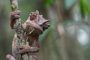 A curious chameleon clings to a branch, looking at the camera. photo
