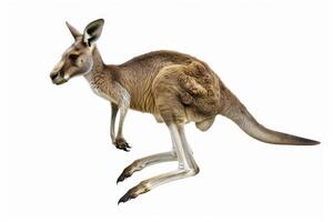 A kangaroo mid-jump in the air. photo