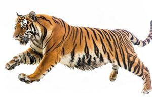 A tiger pouncing in mid-air. photo