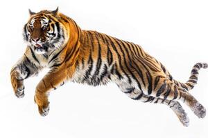 A tiger pouncing in mid-air. photo