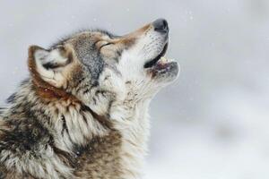 A wolf howling while standing. photo
