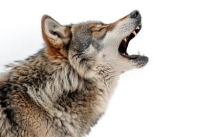 A wolf howling while standing. photo