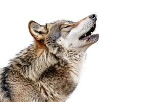 A wolf howling while standing. photo